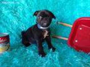 Pug Puppy for sale in Archer City, TX, USA