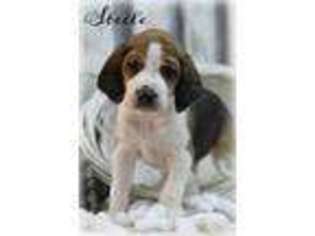 American Foxhound Puppy for sale in Chillicothe, MO, USA