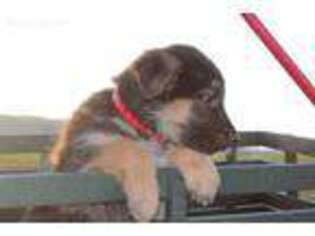 German Shepherd Dog Puppy for sale in West Warwick, RI, USA