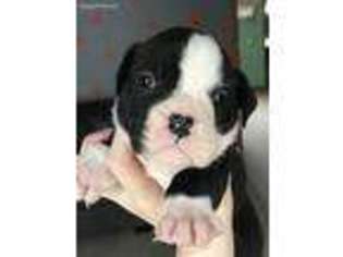 Olde English Bulldogge Puppy for sale in Gladstone, MI, USA