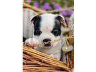 Boston Terrier Puppy for sale in Belleview, FL, USA