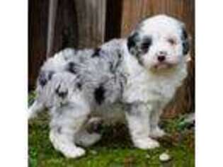 Mutt Puppy for sale in New Market, TN, USA