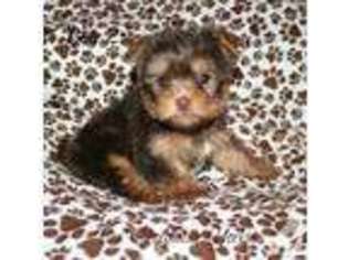 Yorkshire Terrier Puppy for sale in OTISVILLE, NY, USA