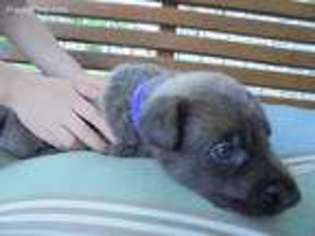 Dutch Shepherd Dog Puppy for sale in Pittsburgh, PA, USA