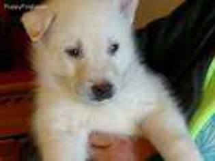 Siberian Husky Puppy for sale in Jonesborough, TN, USA
