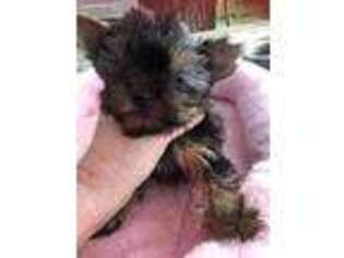 Yorkshire Terrier Puppy for sale in Baker City, OR, USA