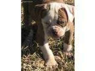 American Bulldog Puppy for sale in Easton, KS, USA