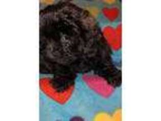 Shih-Poo Puppy for sale in Louisa, VA, USA