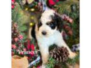Mutt Puppy for sale in Murrieta, CA, USA