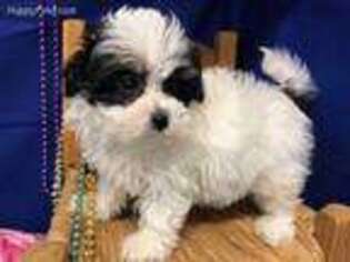 Mutt Puppy for sale in Brownsboro, TX, USA