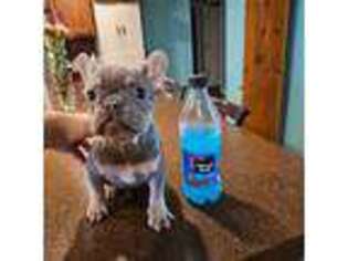French Bulldog Puppy for sale in Rockwood, TN, USA