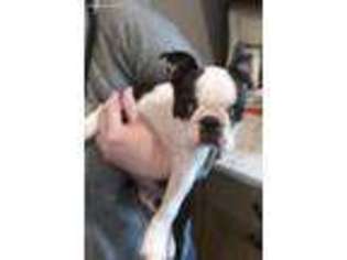 Boston Terrier Puppy for sale in Three Lakes, WI, USA