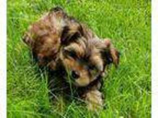 Yorkshire Terrier Puppy for sale in Albertville, MN, USA