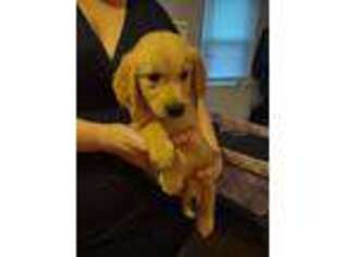 Golden Retriever Puppy for sale in Poquoson, VA, USA