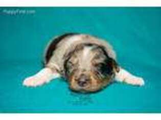 Australian Shepherd Puppy for sale in Rocky Mount, VA, USA