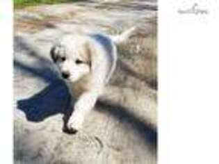 Great Pyrenees Puppy for sale in Athens, GA, USA