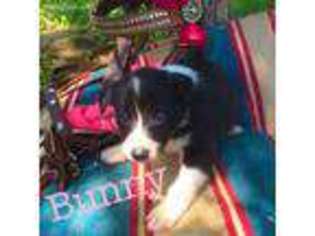 Border Collie Puppy for sale in Sebree, KY, USA