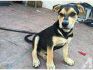 Mutt Puppy for sale in PARAMOUNT, CA, USA