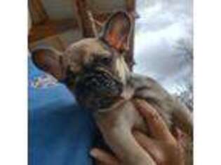 French Bulldog Puppy for sale in Rockwood, TN, USA