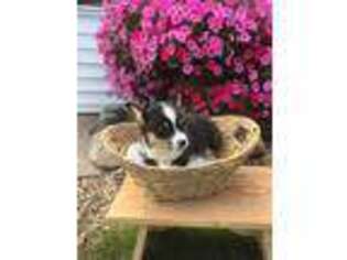 Pembroke Welsh Corgi Puppy for sale in Stanley, WI, USA
