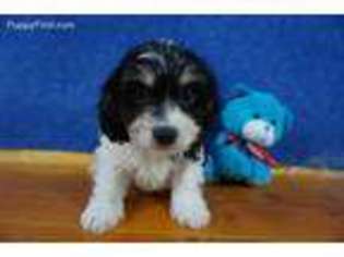 Medium Photo #1 Cavachon Puppy For Sale in Chilton, WI, USA