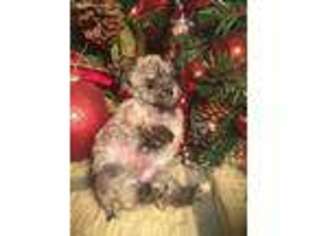 Mutt Puppy for sale in Bastrop, TX, USA
