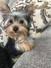 Yorkshire Terrier Puppy for sale in Spring Grove, IL, USA
