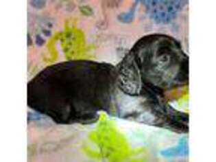 Dachshund Puppy for sale in Catlett, VA, USA