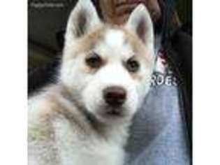 Siberian Husky Puppy for sale in Belle Rive, IL, USA