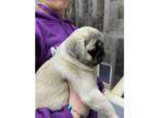 Pug Puppy for sale in Clinton, TN, USA