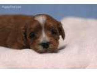 Cavapoo Puppy for sale in Thompson Falls, MT, USA