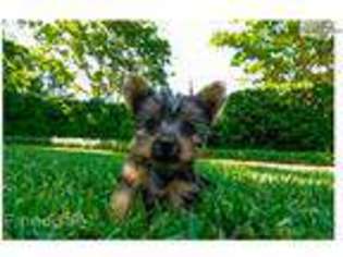 Yorkshire Terrier Puppy for sale in San Antonio, TX, USA