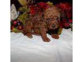 Mutt Puppy for sale in Ivanhoe, TX, USA