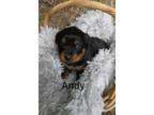 Rottweiler Puppy for sale in Mc Connellsburg, PA, USA