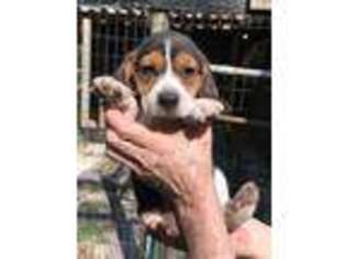 Beagle Puppy for sale in Old Town, FL, USA
