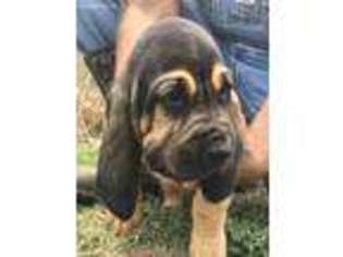 Bloodhound Puppy for sale in Mccurtain, OK, USA