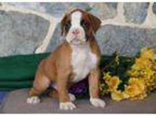 Boxer Puppy for sale in Leola, PA, USA