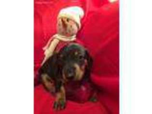 Dachshund Puppy for sale in Jamul, CA, USA