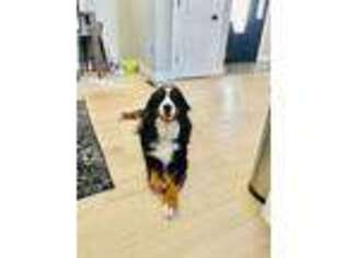 Bernese Mountain Dog Puppy for sale in Republic, MO, USA