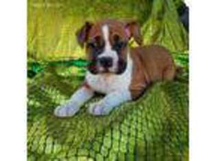 Boxer Puppy for sale in Raleigh, NC, USA