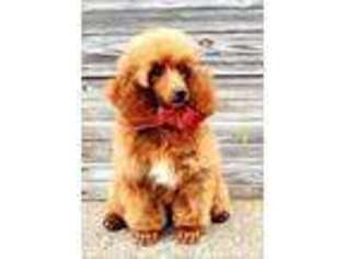Mutt Puppy for sale in Irondale, OH, USA