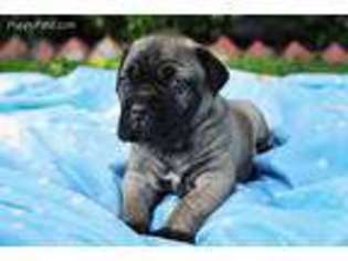 Neapolitan Mastiff Puppy for sale in Greenfield, MO, USA