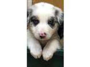 Border Collie Puppy for sale in Estacada, OR, USA