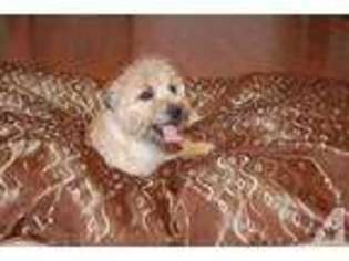 Norwich Terrier Puppy for sale in BUFFALO JUNCTION, VA, USA