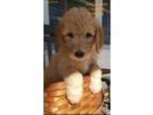 Goldendoodle Puppy for sale in Dow, IL, USA