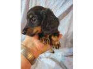 Dachshund Puppy for sale in Moro, IL, USA