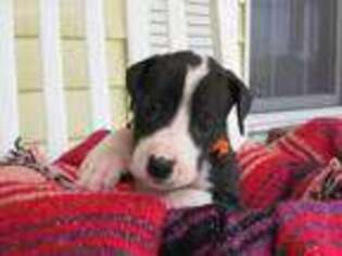 Great Dane Puppy for sale in Fredericktown, MO, USA