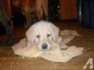 Labradoodle Puppy for sale in CLAREMONT, NH, USA