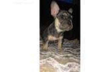 French Bulldog Puppy for sale in Dover, DE, USA