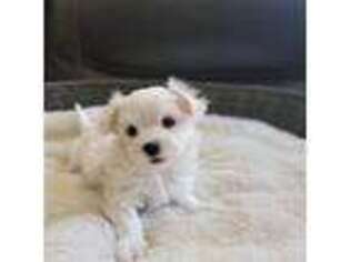Maltese Puppy for sale in Denair, CA, USA